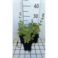 GRDplanten 6 x Nepeta grand. 'Dawn To dusk' - Katzenminze - Topf 9 x 9 cm
