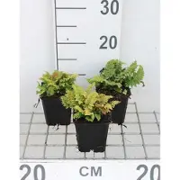 GRDplanten 6 x Polystichum set. 'Congestum' - Filigranfarn 'Congestum - Topf 9 x 9 cm