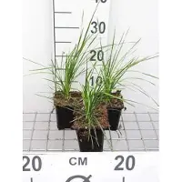 GRDplanten 6 x Deschampsia cesp. 'Goldtau' - Schmiele Goldtau - Topf 9 x 9 cm
