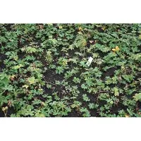 GRDplanten 6 x Astrantia major 'Hadspen Blood' - Sterndolde - Topf 9 x 9 cm