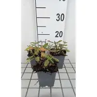 GRDplanten 6 x Salvia nem. 'Sensation deep Rose' - Sternmoos - Topf 9 x 9 cm