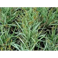 GRDplanten 6 x Carex ornithopoda 'Variegata' - Vogelfuß Segge Variegata - Topf 9 x 9 cm