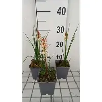 GRDplanten 6 x Kniphofia hybr. 'Orange vanilla Popsicle' - Fackellilie - Topf 9 x 9 cm