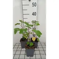 GRDplanten 6 x Lavatera hybr. 'Bredon Springs' - Buschmalve - Topf 9 x 9 cm
