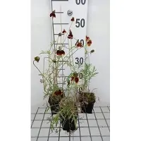 GRDplanten 6 x Ratibida columnifera var. pulcherrima - Ratibida - Topf 9 x 9 cm
