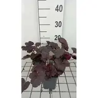 GRDplanten 6 x Heuchera hybr. 'Midnight Rose' - Purpurglöckchen - Topf 9 x 9 cm