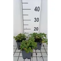 GRDplanten 6 x Lamium mac. 'Album' ('niveum') - Taubnessel - Topf 9 x 9 cm