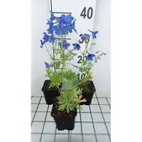 GRDplanten 6 x Delphinium grand. 'Blauer Zwerg' - Rittersporn - Topf 9 x 9 cm