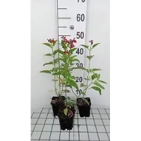 GRDplanten 6 x Salvia microphylla (grahamii) - Sternmoos - Topf 9 x 9 cm