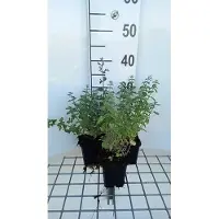 GRDplanten 6 x Nepeta faas. 'Dropmore' - Katzenminze - Topf 9 x 9 cm