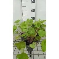 GRDplanten 6 x Heuchera hybr. 'Electric Lime' - Purpurglöckchen - Topf 9 x 9 cm