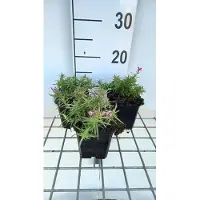 GRDplanten 6 x Phlox (s) 'Scarlet Flame' - Flammenblume - Topf 9 x 9 cm