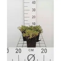 GRDplanten 6 x Thymus praecox 'Doone Valley' - Thymian - Topf 9 x 9 cm