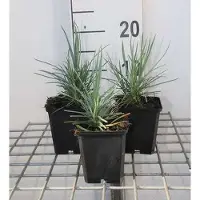 GRDplanten 6 x Dianthus (p) 'Doris' - Nelke - Topf 9 x 9 cm