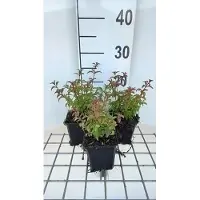 GRDplanten 6 x Fuchsia magell. 'Gracilis' - Fuchsie - Topf 9 x 9 cm