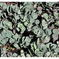 GRDplanten 6 x Sedum cauticola 'Lidakense' - Fettblatt - Topf 9 x 9 cm