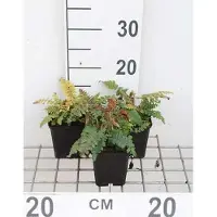 GRDplanten 6 x Polystichum polyblepharum - Glänzender Schildfarn - Topf 9 x 9 cm