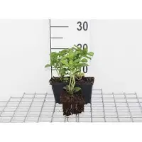 GRDplanten 12 x Pachysandra term. 'Green Carpet' - Dickmännchen - Topf 9 cm x 9 cm