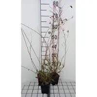 GRDplanten 6 x Gaura lindh. 'Geyser Pink' ( oenothera lindh.) - Gaura - Topf 9 x 9 cm