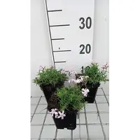 GRDplanten 6 x Phlox (s) 'Candy Stripes' - Flammenblume - Topf 9 x 9 cm
