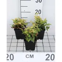 GRDplanten 6 x Cyrtomium fortunei (polystichum fort.) - Glanzschildfarn - Topf 9 x 9 cm