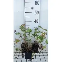 GRDplanten 6 x Geranium clarkei 'Kashmir White' - Storchenschnabel- Topf 9 x 9 cm