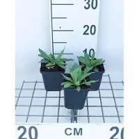 GRDplanten 6 x Papaver or. 'Brilliant' - Mohn - Topf 9 x 9 cm
