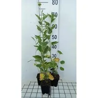 GRDplanten 6 x Rudbeckia subt. 'Little Henry' - Sonnenhut - Topf 9 x 9 cm
