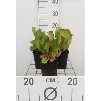 GRDplanten 6 x Bergenia cord. 'Purpurea' - pseudodictamnus - Topf 9 x 9 cm