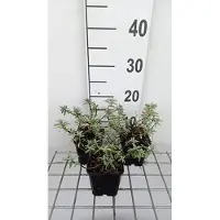 GRDplanten 6 x Helianthemum hybr. 'Fire Dragon' - Sonnenröschen - Topf 9 x 9 cm