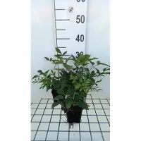 GRDplanten 6 x Astilbe (a) 'Anita Pfeifer' - Prachtspiere - Topf 9 x 9 cm