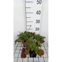 GRDplanten 6 x Geum hybr. 'Mango Lassi' - Nelkenwurz - Topf 9 x 9 cm