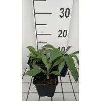 GRDplanten 6 x Erigeron spec. 'Grandiflorus' - Feinstrahl - Topf 9 x 9 cm
