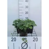 GRDplanten 6 x Fragaria vesca - Wald-Erdbeere - Topf 9 x 9 cm