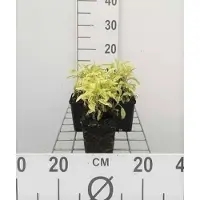 GRDplanten 6 x Salvia off. 'Icterina' 'aurea' - Sternmoos - Topf 9 x 9 cm