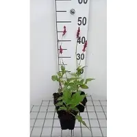 GRDplanten 6 x Persicaria ampl. 'Speciosa' ('firetail') - Kerzenknöterich - Topf 9 x 9 cm
