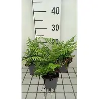 GRDplanten 6 x Dryopteris wallichiana - Himalaya-Wurmfarn - Topf 9 x 9 cm