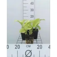 GRDplanten 6 x Hosta plant. 'Grandiflora' - Hosta - Topf 9 x 9 cm