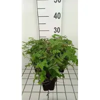 GRDplanten 6 x Dryopteris 'Plumosum' - Gefiederter Wurmfarn - Topf 9 x 9 cm