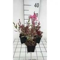 GRDplanten 6 x Gaura lindh. 'Crimson Butterflies'( oenothera li - Gaura - Topf 9 x 9 cm