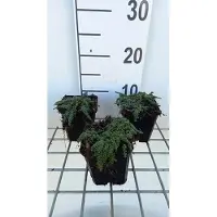 GRDplanten 6 x Thymus hybr. 'Elfin' - Thymian - Topf 9 x 9 cm