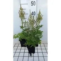 GRDplanten 6 x Astilbe (a) 'Snowdrift' - Prachtspiere - Topf 9 x 9 cm