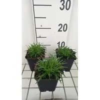 GRDplanten 6 x Lychnis alp. 'Rosea' - Lichtnelke - Topf 9 x 9 cm