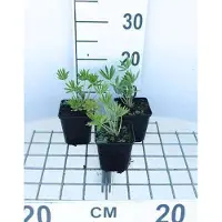 GRDplanten 6 x Lupinus hybr. 'Gallery White' - Lupine - Topf 9 x 9 cm
