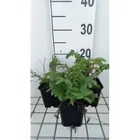 GRDplanten 6 x Sanguisorba tenuif. 'Alba' - Pimpinelle - Topf 9 x 9 cm