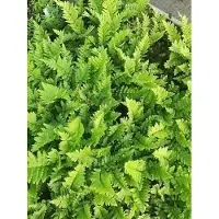 GRDplanten 6 x Dryopteris cristata - Kammfarn - Topf 9 x 9 cm