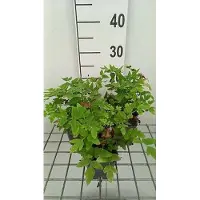 GRDplanten 6 x Osmunda reg. 'Purpurascens' - Königsfarn - Topf 9 x 9 cm
