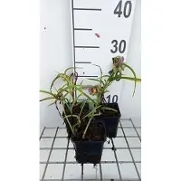 GRDplanten 6 x Tradescantia (a) 'Rubra' - Tradescantia - Topf 9 x 9 cm
