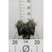 GRDplanten 6 x Ophiopogon japonicus - Schlangenbart - Topf 9 x 9 cm
