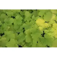 GRDplanten 6 x Heuchera hybr. 'Pistache' - Purpurglöckchen - Topf 9 x 9 cm